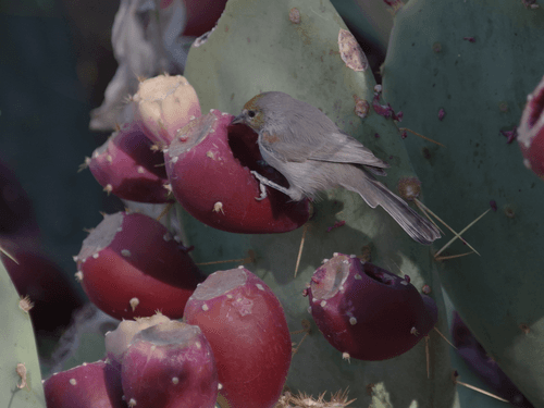 Verdin