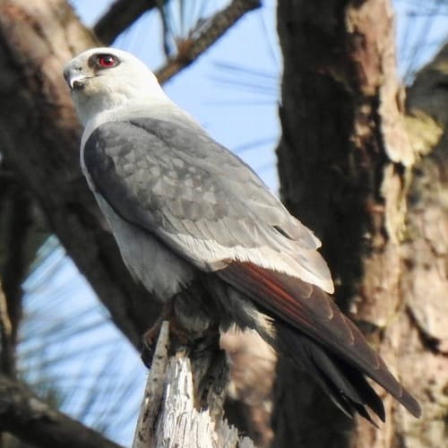 Mississippi Kite