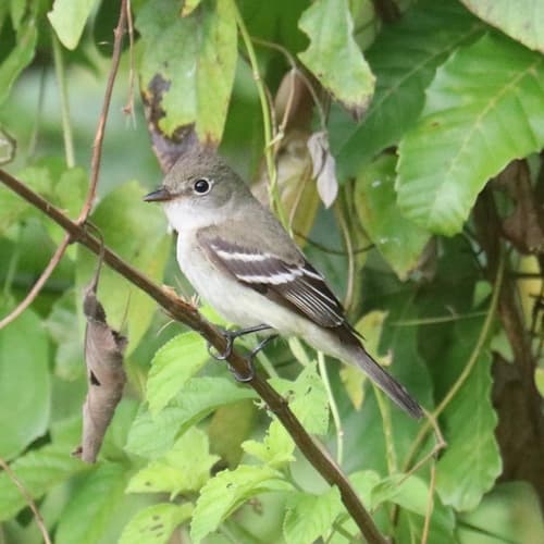 Alder Flycatcher