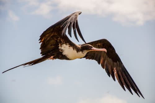 Great Frigatebird