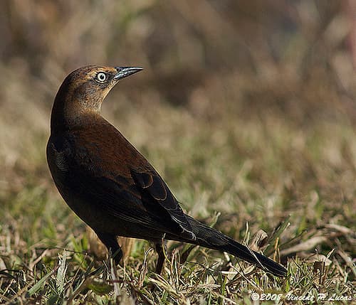 Rusty Blackbird