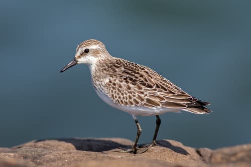 Semipalmated Sandpiper