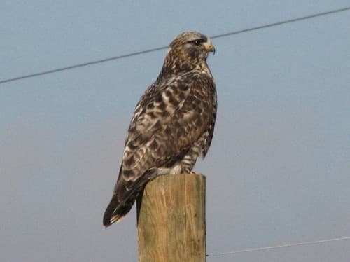 Rough-legged Buzzard