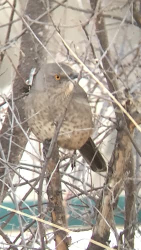 Bendire's Thrasher