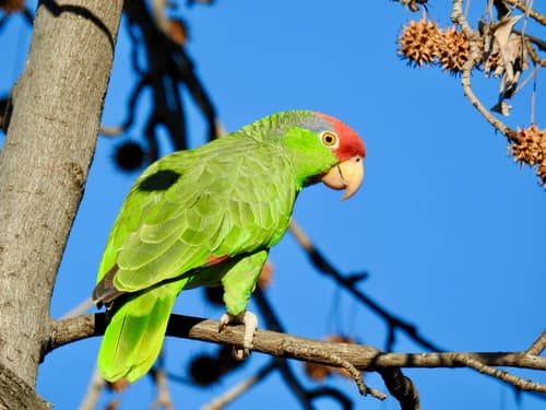 Red-crowned Amazon