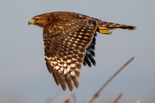 Red-shouldered Hawk