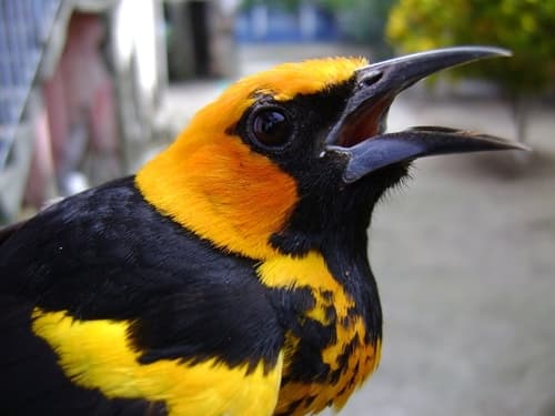 Spot-breasted Oriole