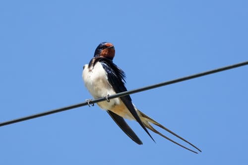 Barn Swallow