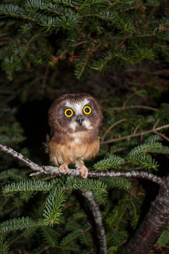 Northern Saw-whet Owl