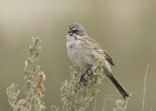 Sagebrush Sparrow