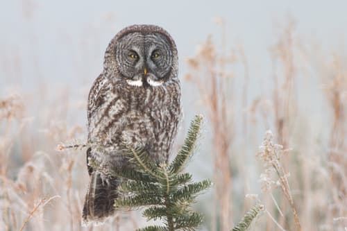 Great Grey Owl