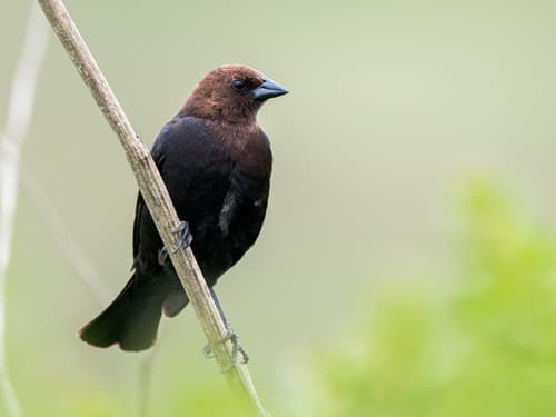 Brown-headed Cowbird