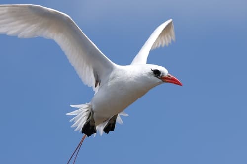 Red-tailed Tropicbird