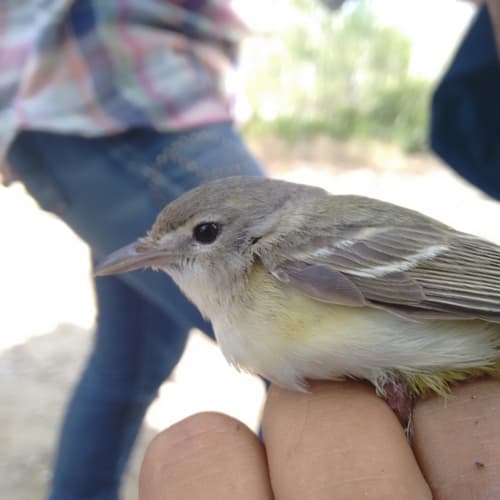 Bell's Vireo
