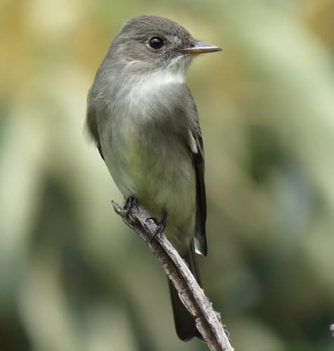 Eastern Wood Pewee
