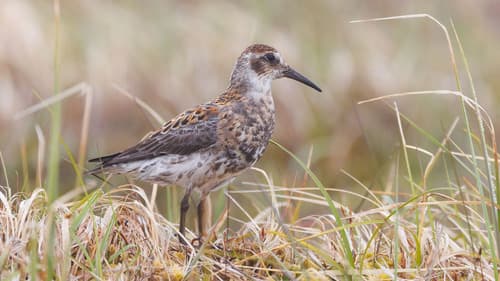 Rock Sandpiper