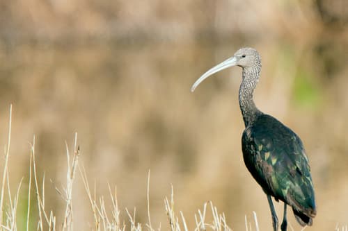 Glossy Ibis
