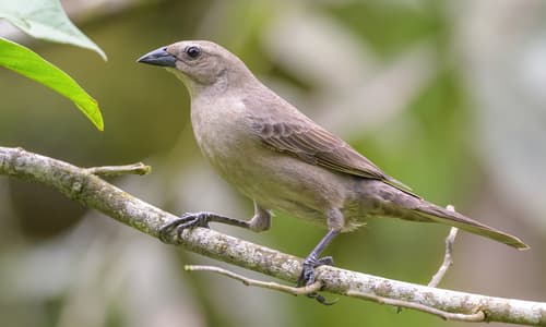 Shiny Cowbird