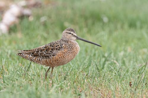 Long-billed Dowitcher