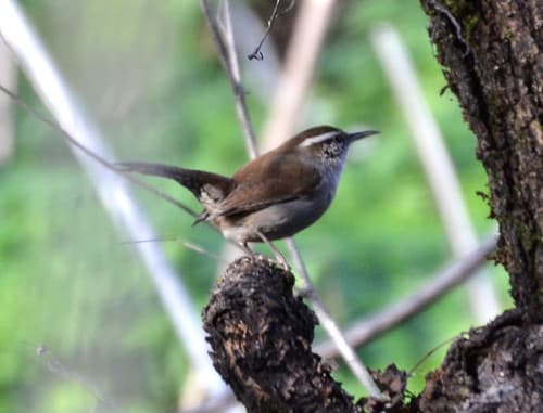Bewick's Wren