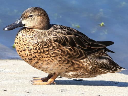 Cinnamon Teal
