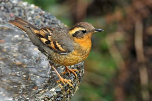 Varied Thrush