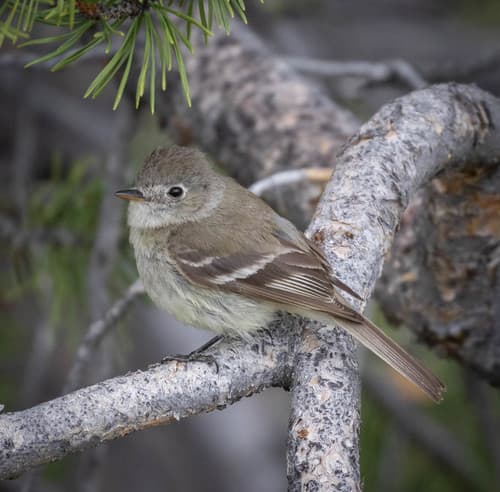 American Dusky Flycatcher