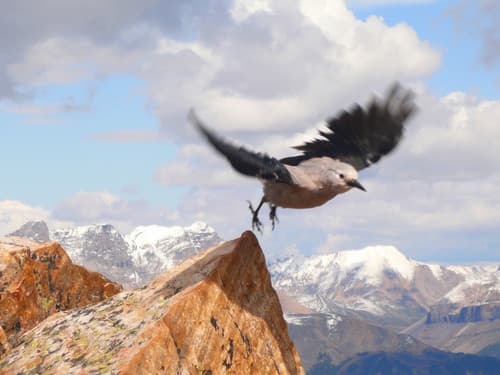 Clark's Nutcracker