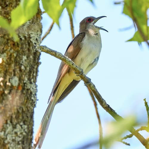 Black-billed Cuckoo