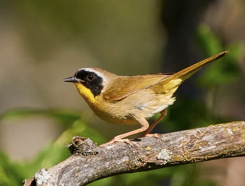 Common Yellowthroat