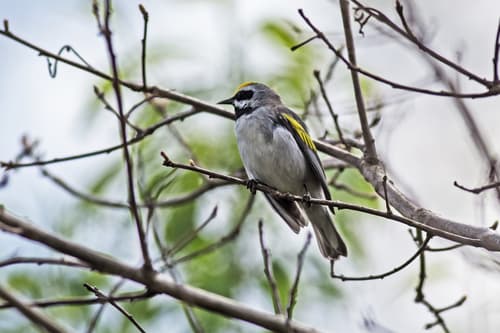 Golden-winged Warbler
