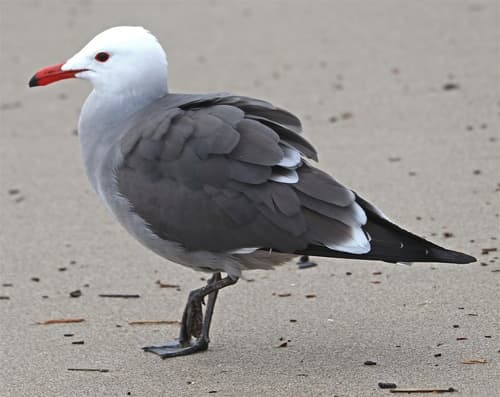 Heermann's Gull