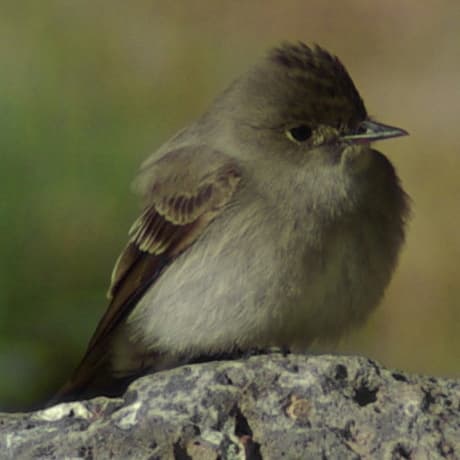 Western Wood Pewee
