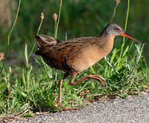 Virginia Rail