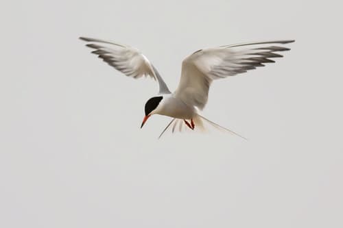 Common Tern