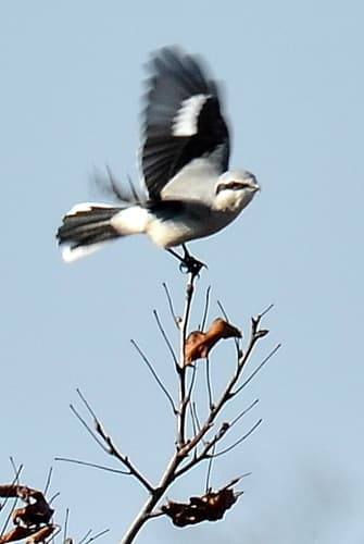 Northern Shrike