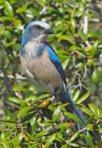 Florida Scrub Jay