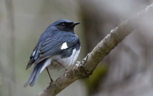 Black-throated Blue Warbler