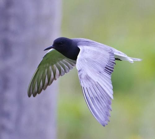 Black Tern