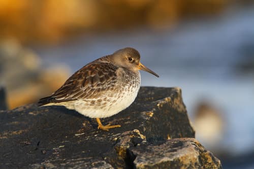 Purple Sandpiper