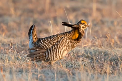 Greater Prairie Chicken