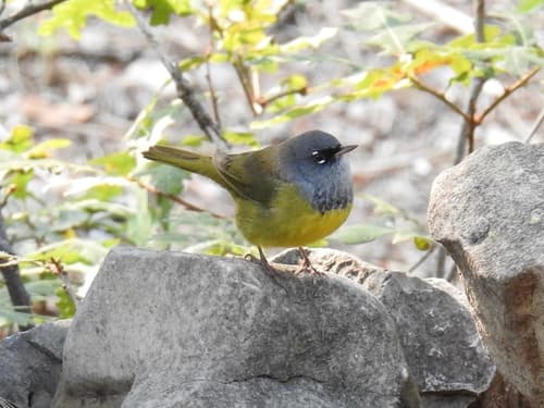 MacGillivray's Warbler