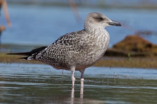 Lesser Black-backed Gull